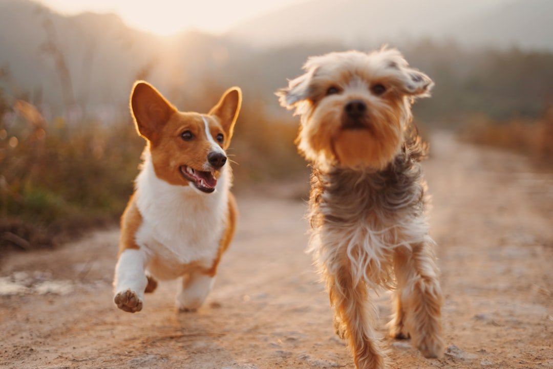 Cuidamos do seu pet com carinho e dedicação